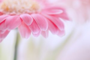 image of pink flowers