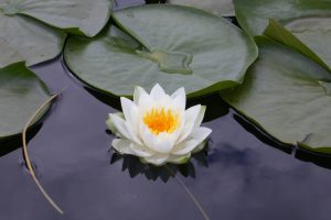 images for lotus flower
