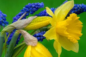 images of daffodil flowers
