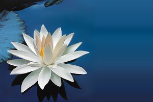 images of lotus flower