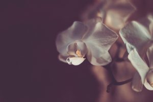 images of orchid flowers
