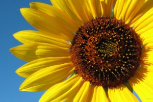 images of sunflower flowers