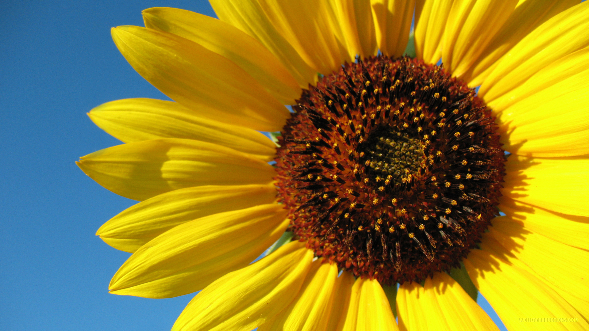 images of sunflower flowers