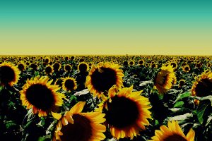 images of sunflower plants