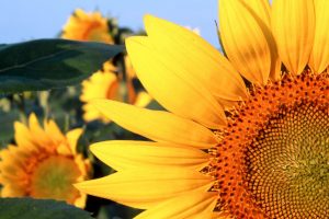 images of sunflowers