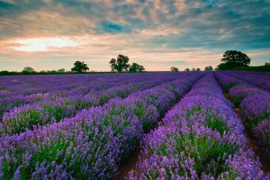 lavender field nature