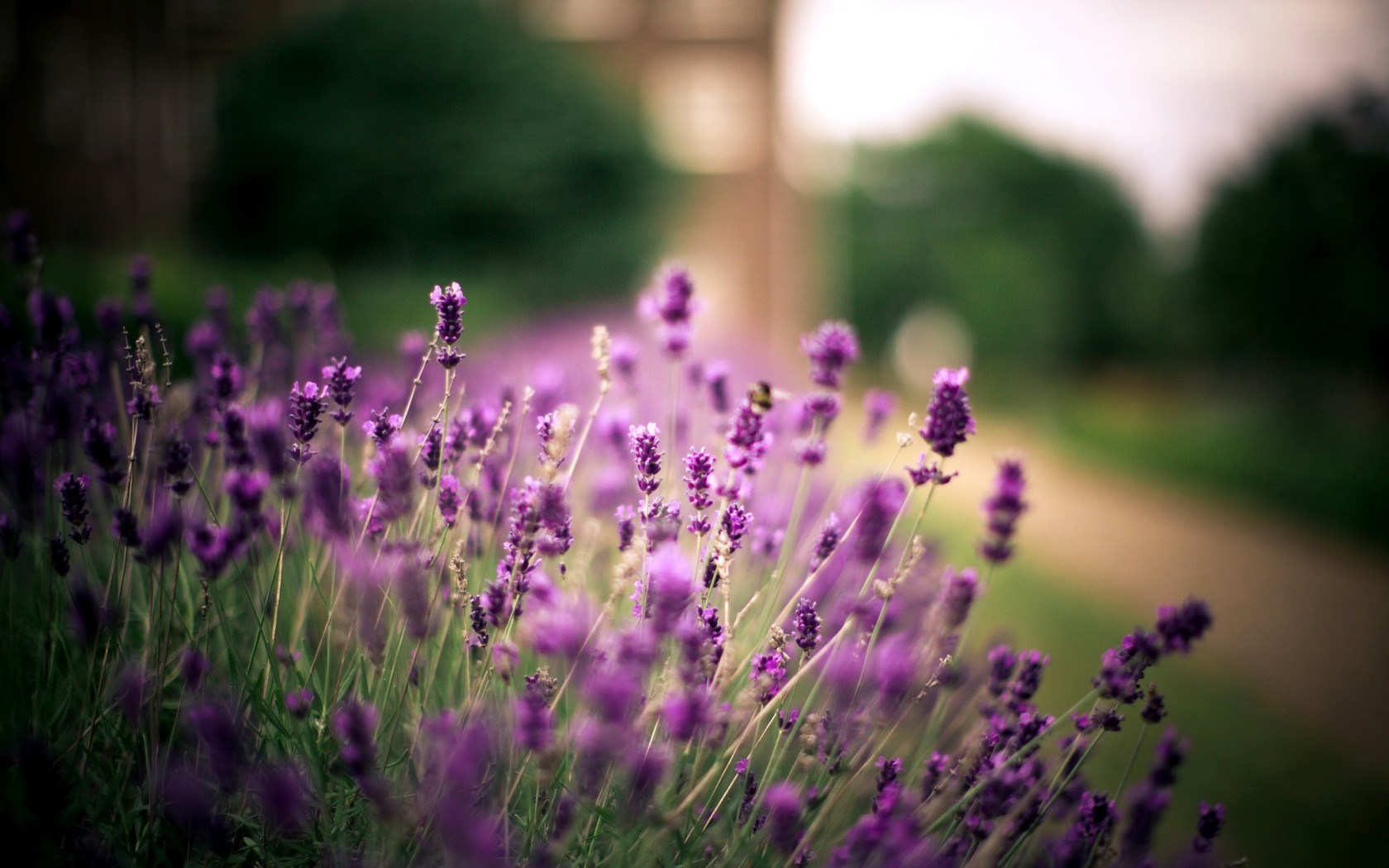 lavender fields wallpaper