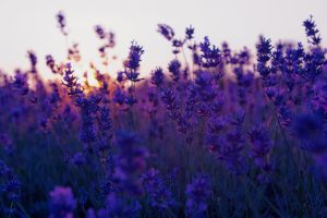 lavender wallpapers