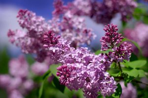 lilac flowers A6