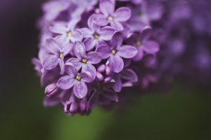 lilac flowers macro