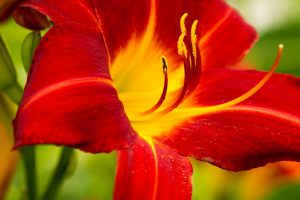 lily flower hd