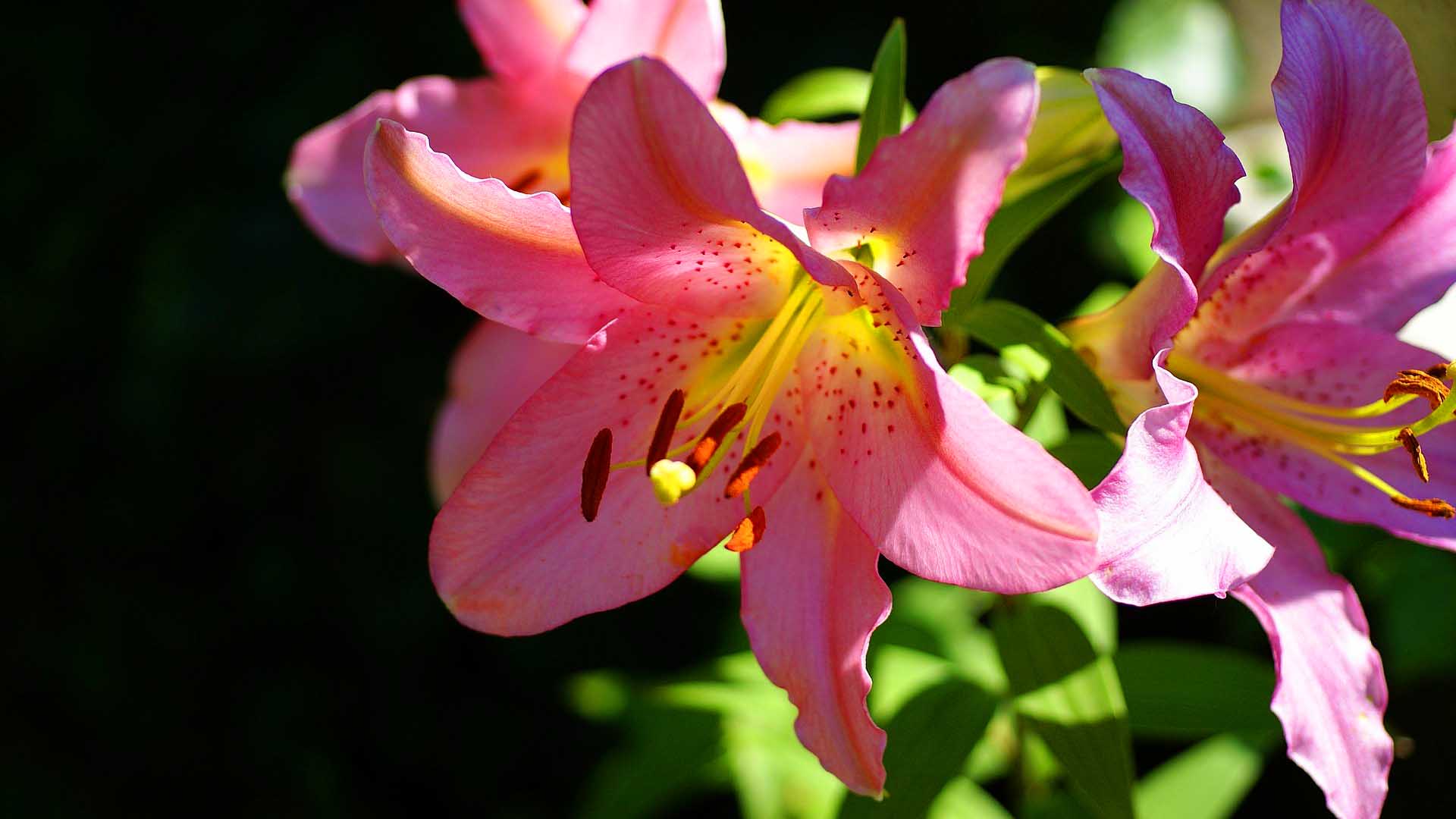 lily nature