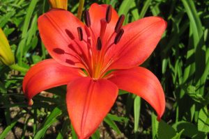 lily red
