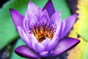 lotus flowers images