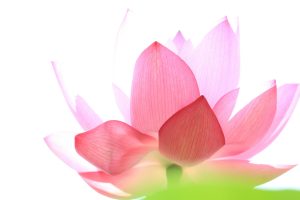 lotus flowers pictures