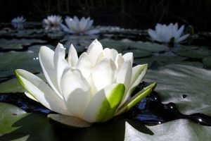 lotus photo