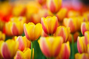 macro tulips
