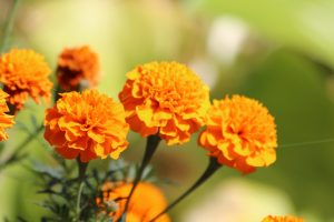 marigold flower pics
