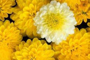 marigold flower picture