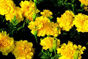 marigold flower pictures