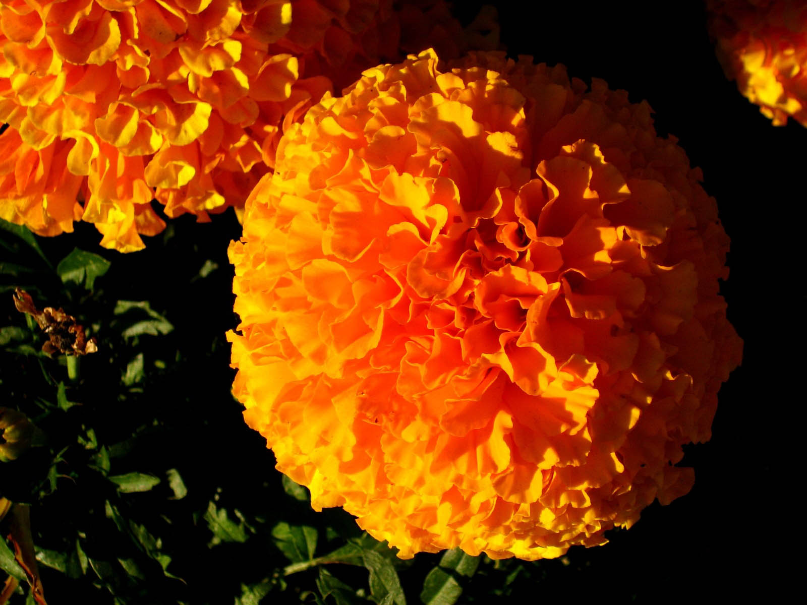 marigold flowers images