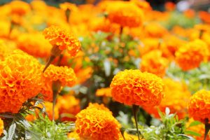 marigold flowers pictures