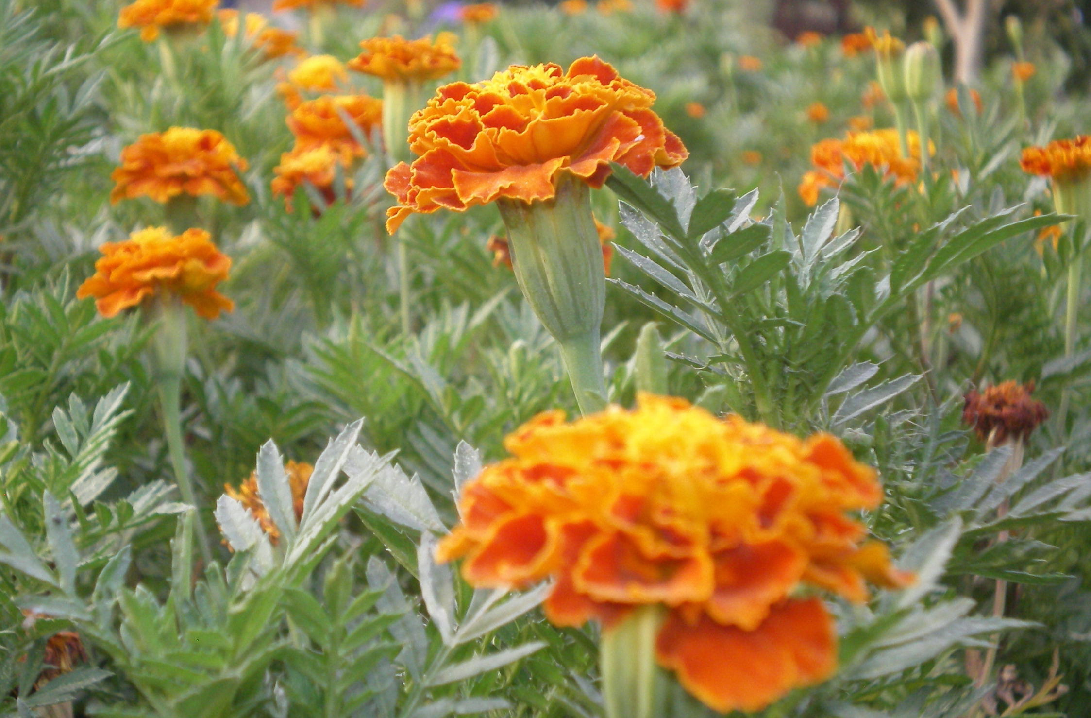 marigold images flower