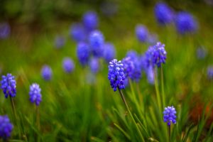 muscari flower blue