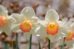 narcissus flowers photo
