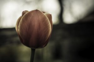 nature tulip