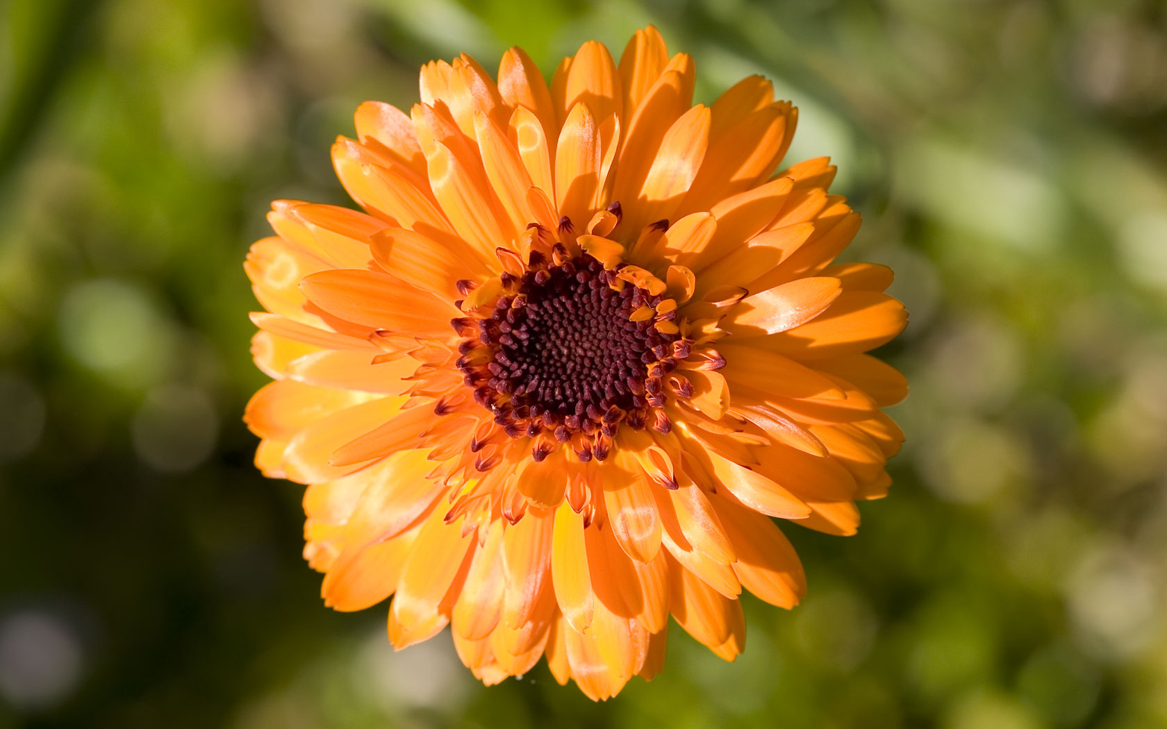orange flower A2