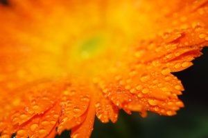 orange flower A3