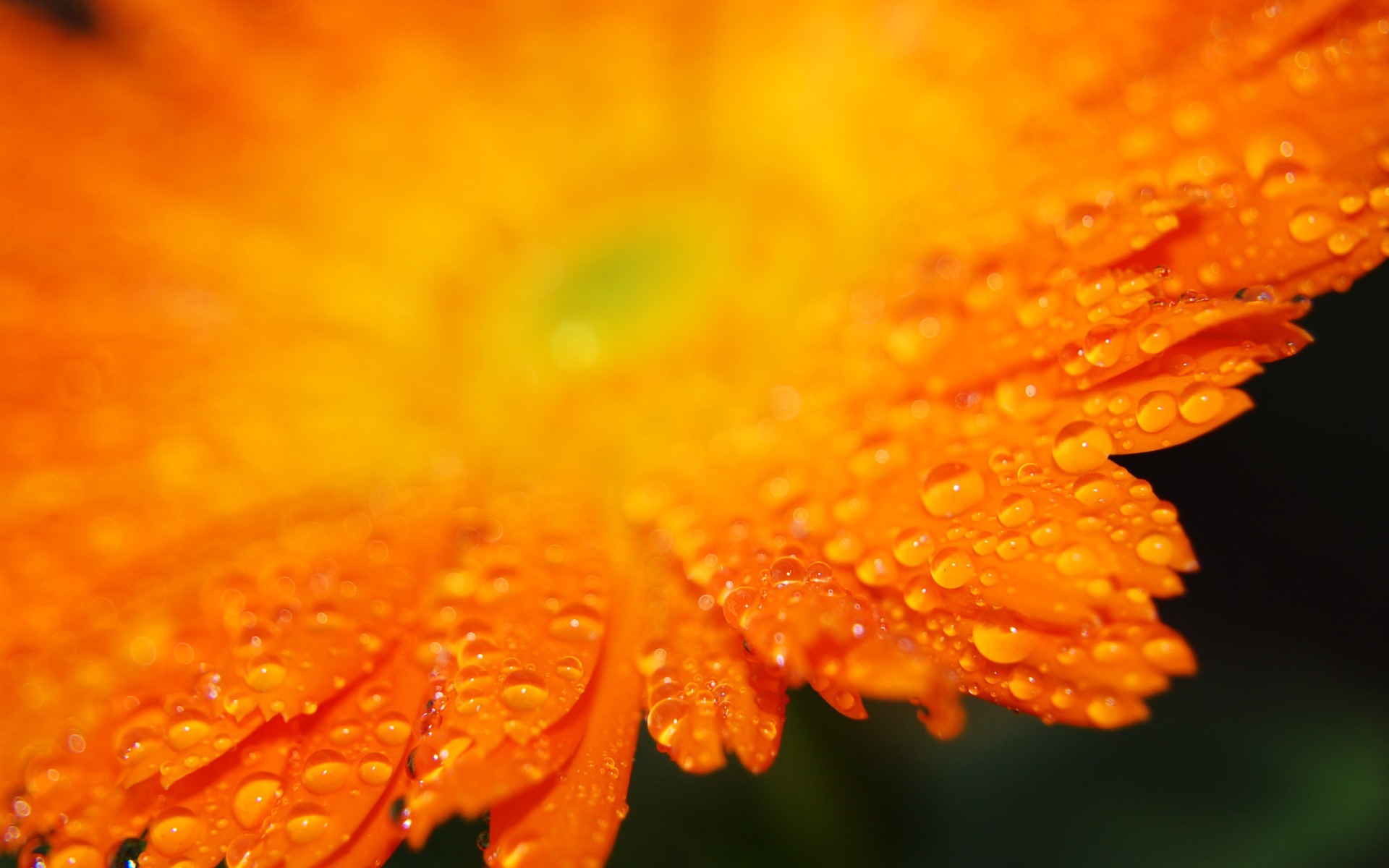 orange flower A3