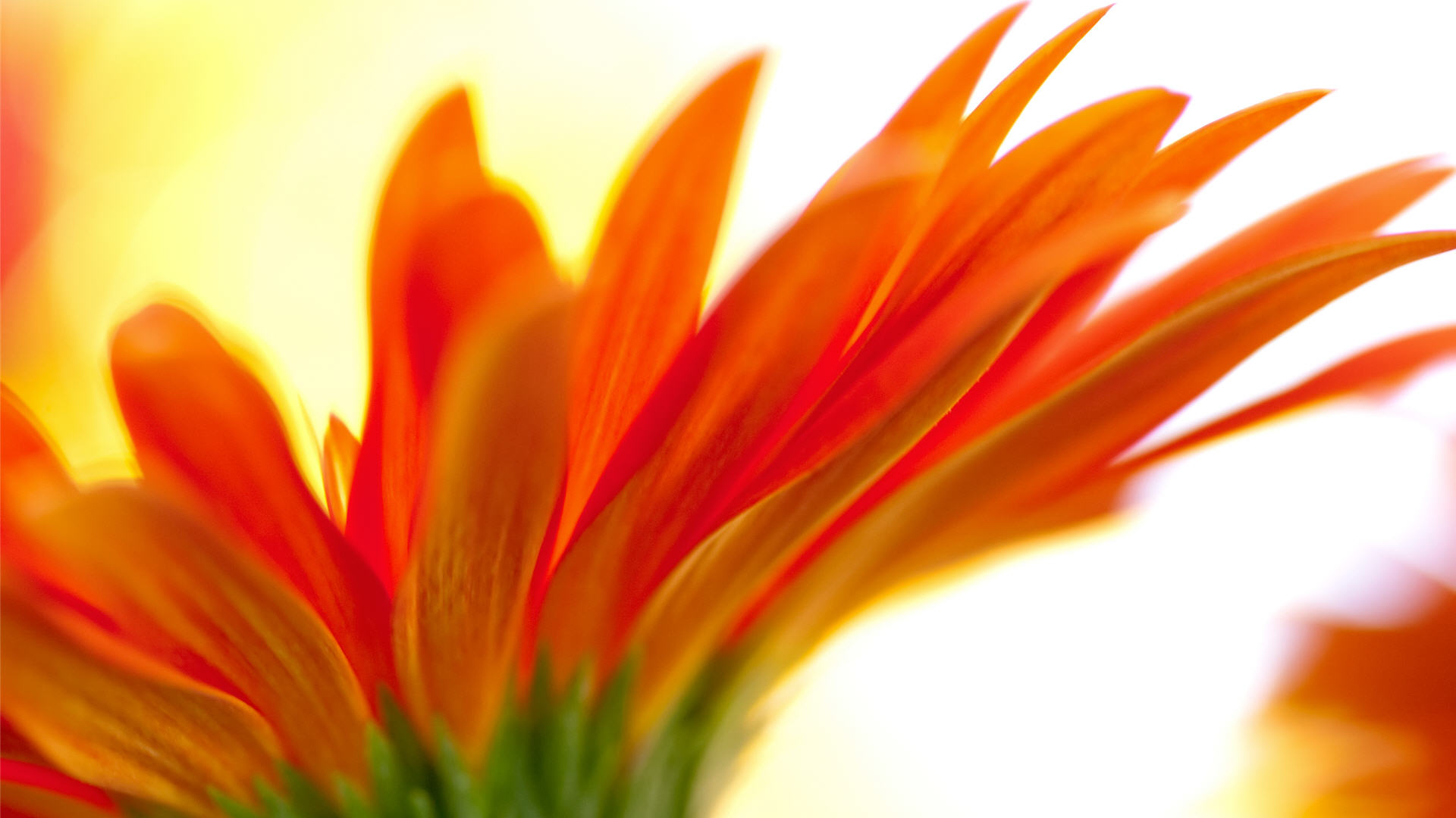 orange flower backgrounds - HD Desktop Wallpapers | 4k HD