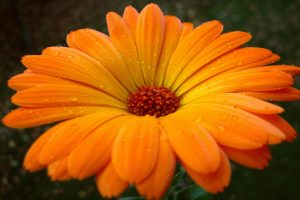 orange flower images