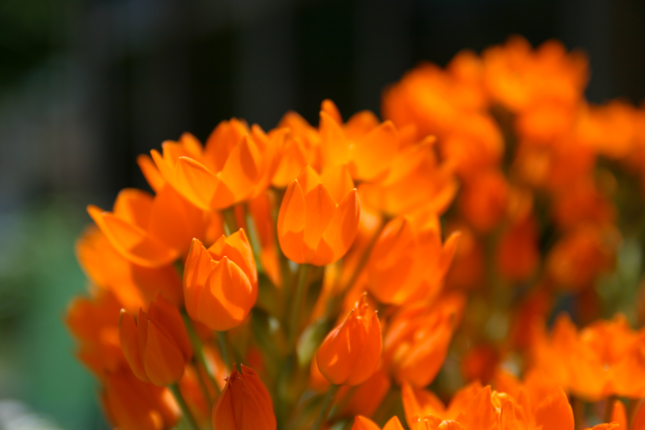 orange flowers A2