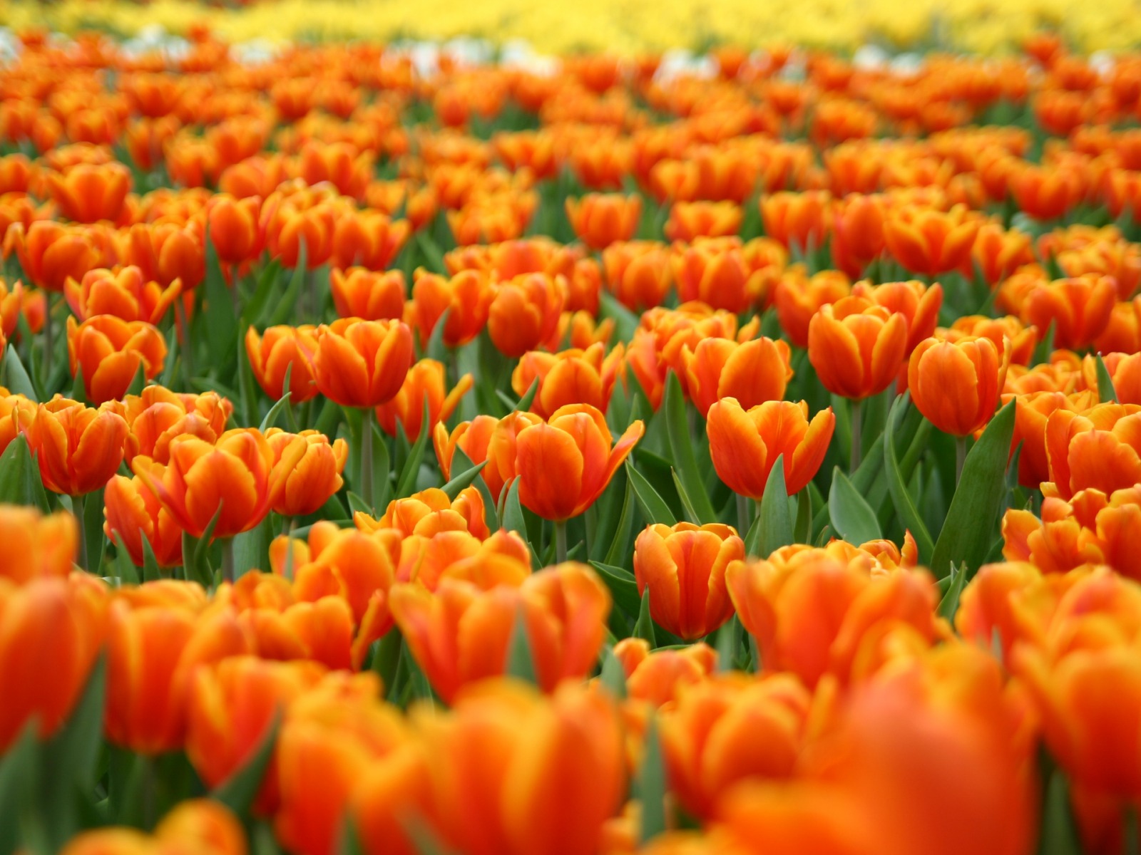 orange flowers WALLPAPER