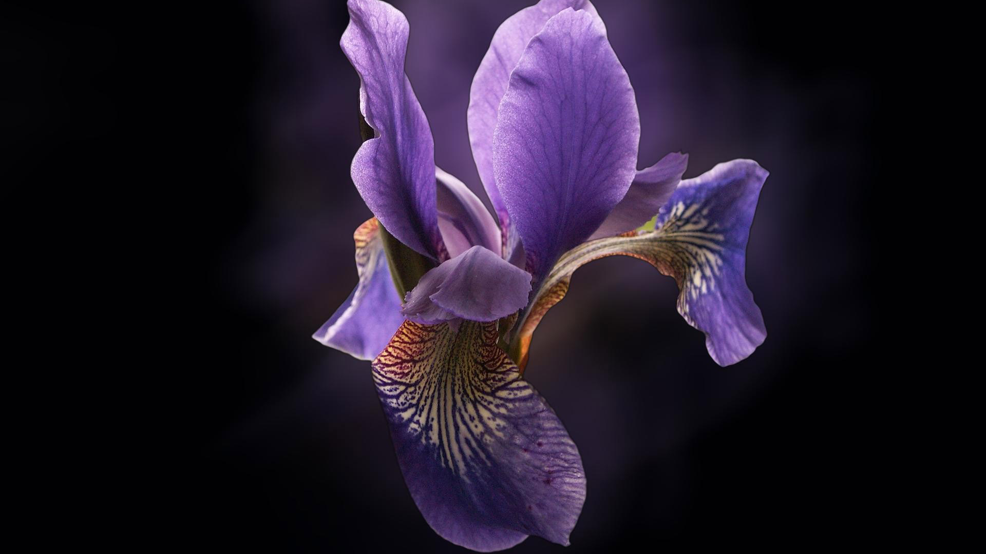 orchid flower background