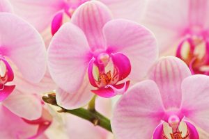 orchid live wallpaper