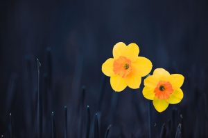 photos of daffodils