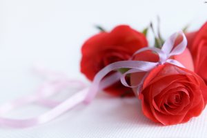 photos of rose flower