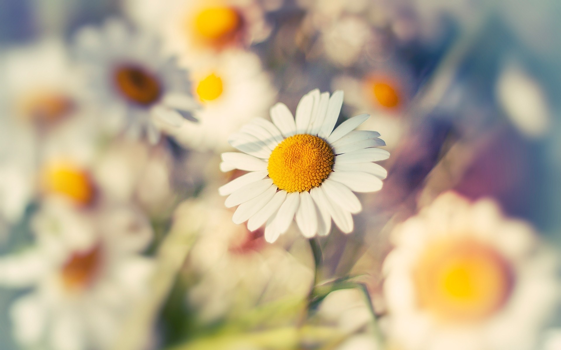 pictures of daisies