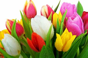 pictures of tulip flowers