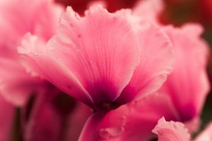 pink flower cyclamen close up