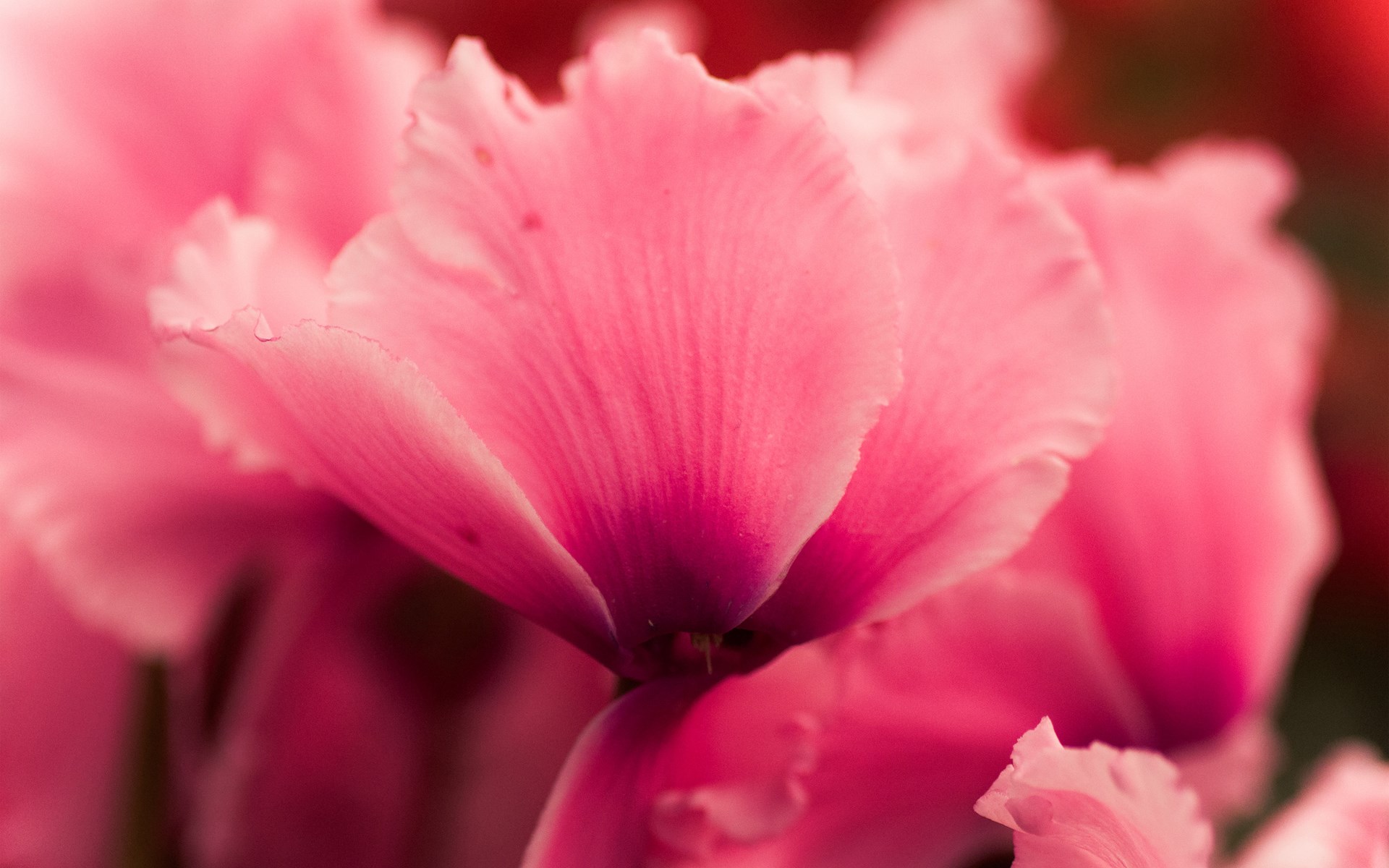 pink flower cyclamen close up