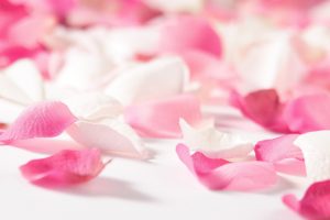 pink flower petals hd