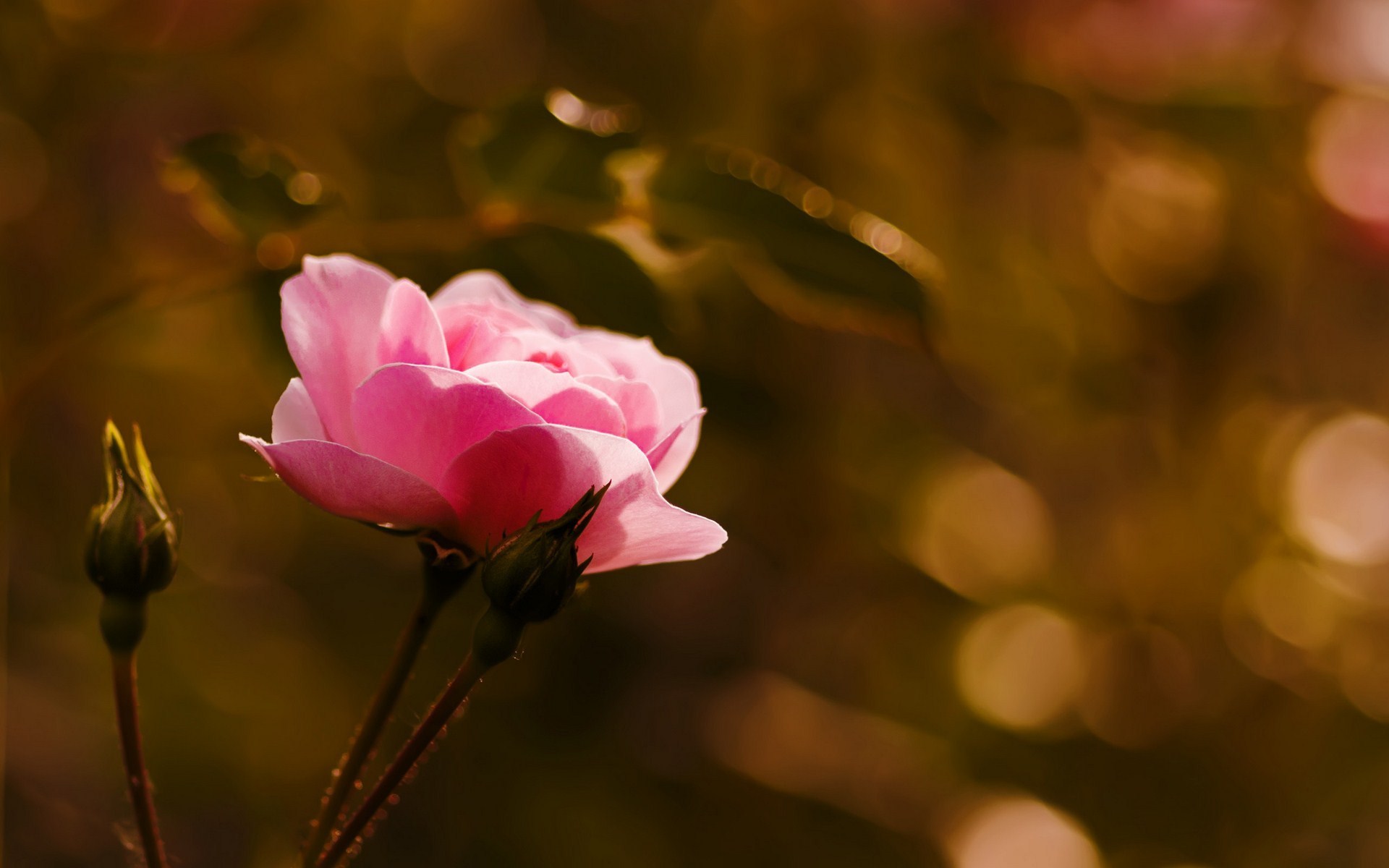 pink flower picture