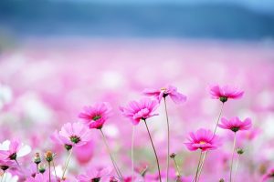 pink flower wallpapers A1