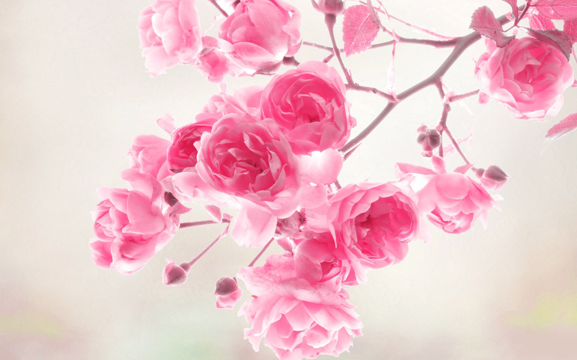 pink flower wallpapers