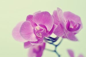 pink orchid wallpaper
